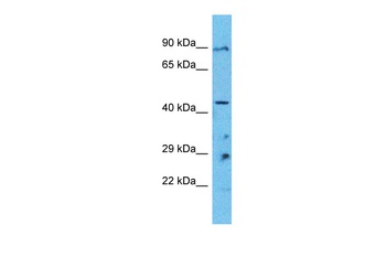 PANX1 Antibody