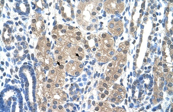 GZMH Antibody