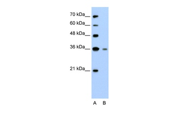 GZMH Antibody