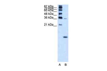 HBZ Antibody