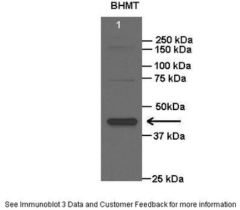 BHMT Antibody