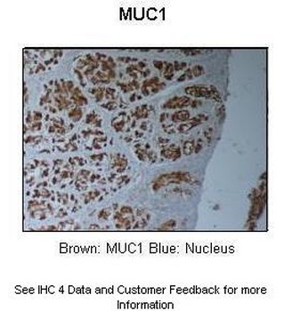 MUC1 Antibody