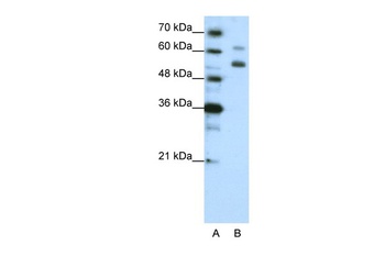 WDR4 Antibody