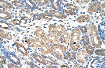 WDR4 Antibody
