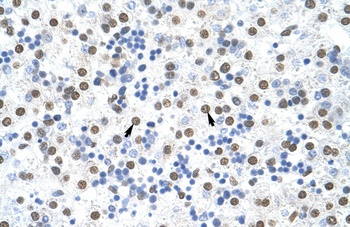 MSI2 Antibody