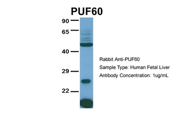 PUF60 Antibody