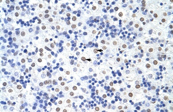 HNRPUL1 Antibody