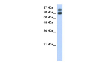 HNRPUL1 Antibody
