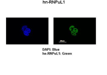 HNRPUL1 Antibody