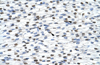 HNRPA0 Antibody