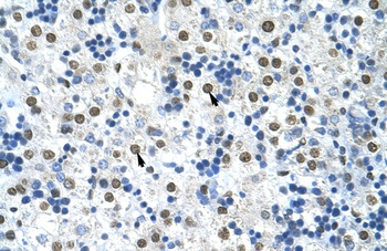 HNRPA0 Antibody