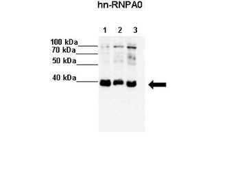 HNRPA0 Antibody