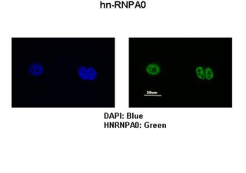 HNRPA0 Antibody