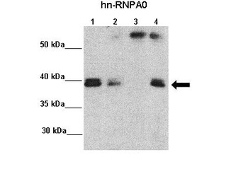 HNRPA0 Antibody