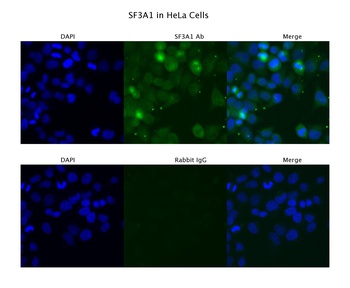 SF3A1 Antibody
