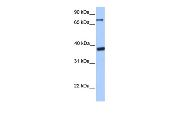 DIDO1 Antibody