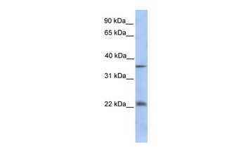 RYBP Antibody
