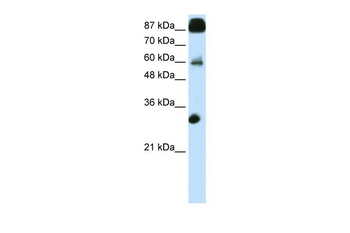 CTCF Antibody