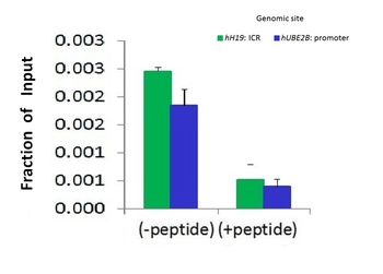 CTCF Antibody