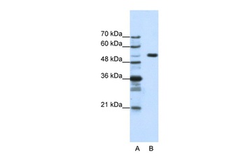 HCFC1 Antibody
