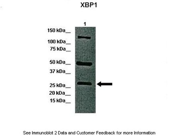 XBP1 Antibody