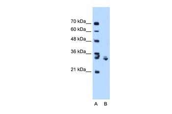 XBP1 Antibody