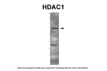 HDAC1 Antibody