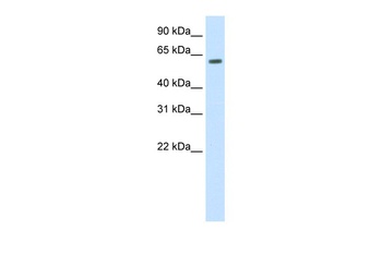 HDAC1 Antibody