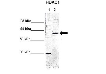 HDAC1 Antibody