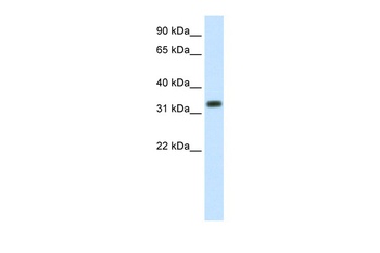 SIAH1 Antibody