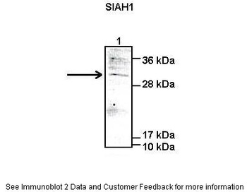 SIAH1 Antibody