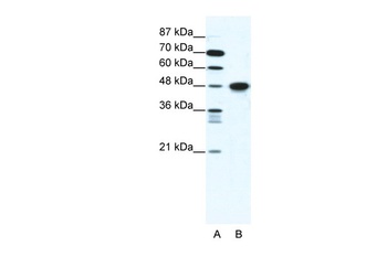 ENO1 Antibody