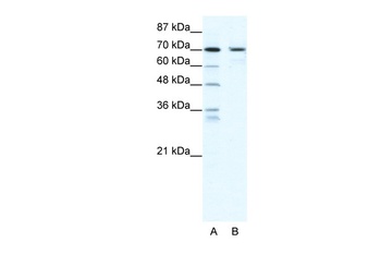 PRDM1 Antibody