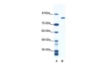 DHX16 Antibody