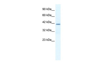 SPP1 Antibody