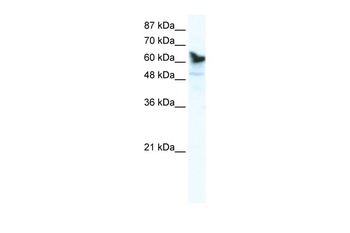 DDX41 Antibody