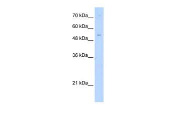 ZNF239 Antibody