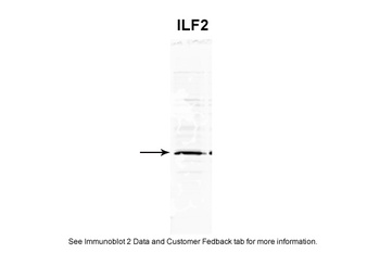 ILF2 Antibody