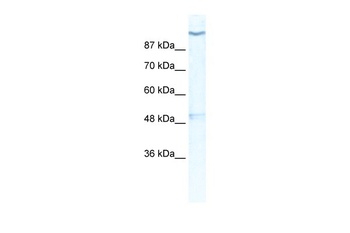 KCNH6 Antibody