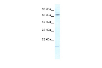 KCNH6 Antibody