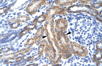 KCNA10 Antibody