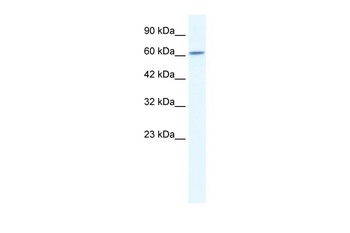CUL5 Antibody