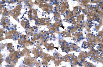 VDAC1 Antibody
