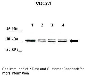 VDAC1 Antibody