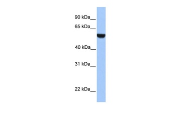 PHF17 Antibody