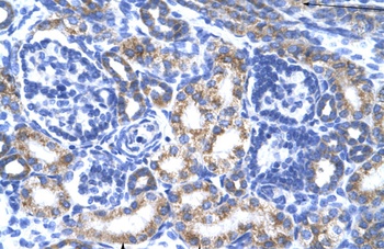 CREB3L2 Antibody
