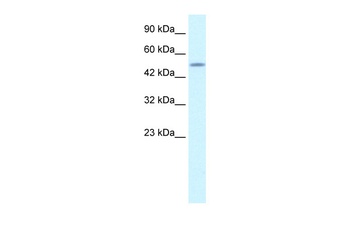 CREB3L2 Antibody