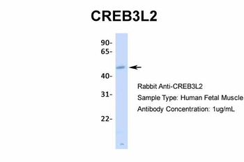 CREB3L2 Antibody