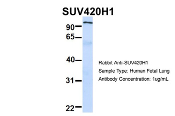 SUV420H1 Antibody