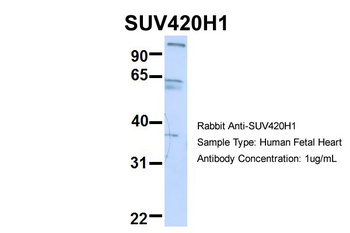 SUV420H1 Antibody